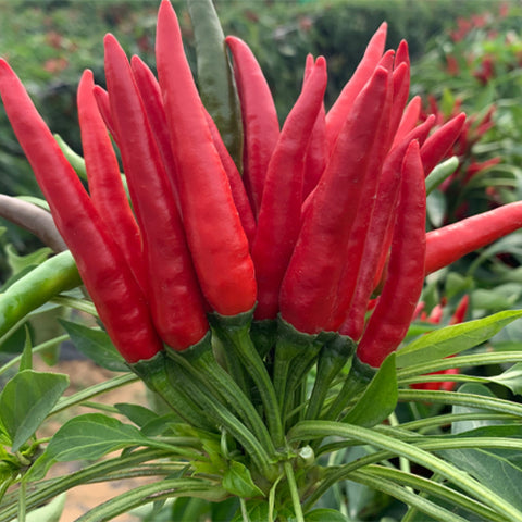 Hybrid-F1-Red-Pepper-Hot-Chilli-Seeds