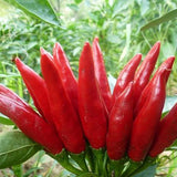 Hybrid-F1-Red-Pepper-Hot-Chilli-Seeds