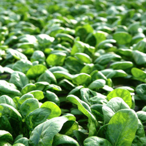 Hybrid-F1-Spinach-Seeds