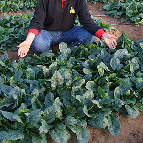 Hybrid-F1-Spinach-Seeds
