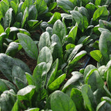 Hybrid-F1-Spinach-Seeds