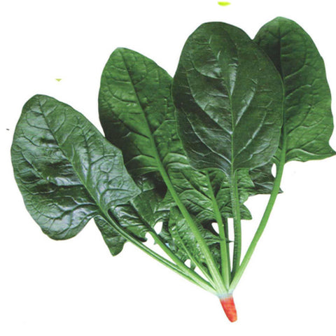 Hybrid-F1-Spinach-Seeds
