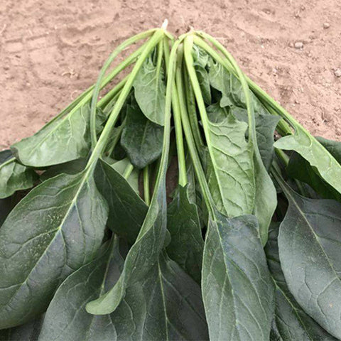 Hybrid-F1-Spinach-Seeds
