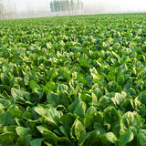 Hybrid-F1-Spinach-Seeds