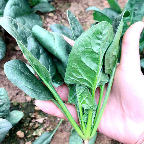 Hybrid-F1-Spinach-Seeds