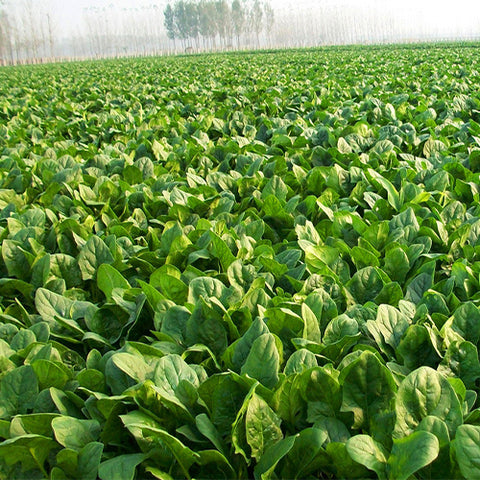 Hybrid-F1-Spinach-Seeds