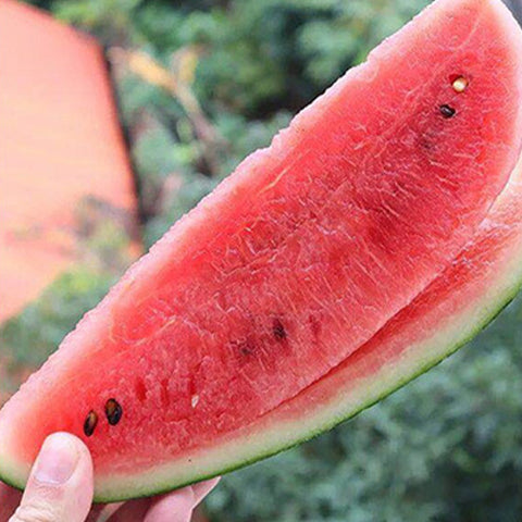 Hybrid-F1-Taiwan-Black-Beauty-Watermelon-Seeds