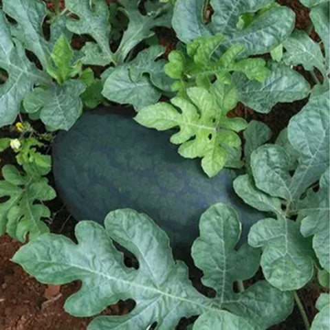 Hybrid-F1-Taiwan-Black-Beauty-Watermelon-Seeds