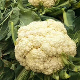 Hybrid F1 White Cauliflower Seeds