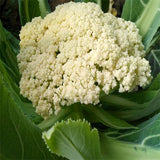 Hybrid F1 White Cauliflower Seeds