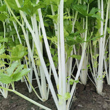 Hybrid F1 White Pole Celery Seeds