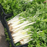 Hybrid F1 White Pole Celery Seeds