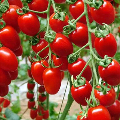 Hybrid F1 YN small tomato Seeds