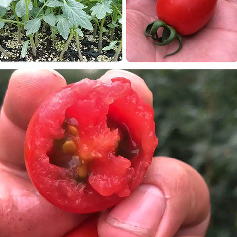 Hybrid F1 YN small tomato Seeds