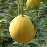 Hybrid-F1-Yellow-Skin-And-Yellow-Flesh-Watermelon-Seeds