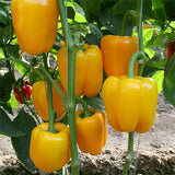 Hybrid-F1-Yellow-Sweet-Bell-Pepper-Chilli-Seeds