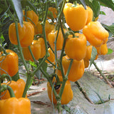 Hybrid-F1-Yellow-Sweet-Bell-Pepper-Chilli-Seeds