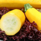 Hybrid F1 Yellow Zucchini Seeds
