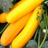 Hybrid F1 Yellow Zucchini Seeds