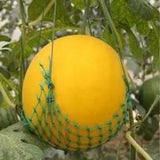 Hybrid-F1-Yellow-skin-red-flesh-Watermelon-Seeds