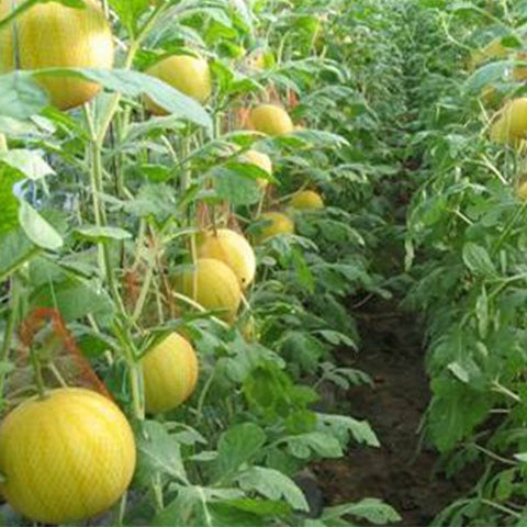 Hybrid-F1-Yellow-skin-red-flesh-Watermelon-Seeds