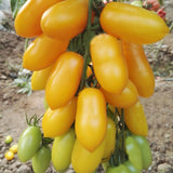Hybrid F1 Yellow Cherry Tomato Seeds