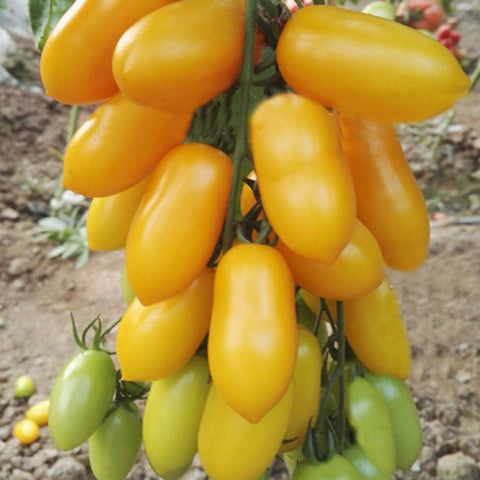 pomato plant seeds Hybrid F1 Black Pearl Pomato Seeds – HeYou Seeds