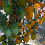 Hybrid F1 Yellow Cherry Tomato Seeds