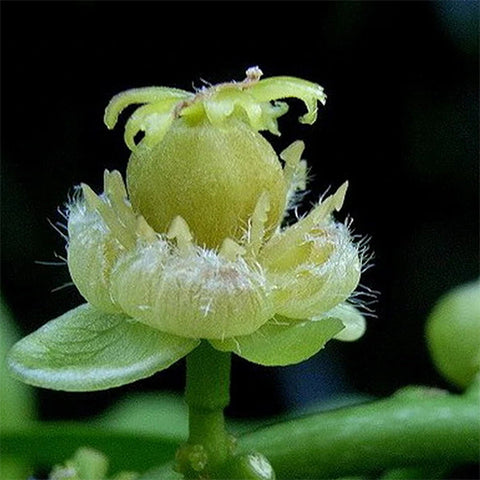 Hydnocarpus hainanensis Seeds