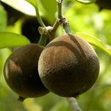 Hydnocarpus hainanensis Seeds