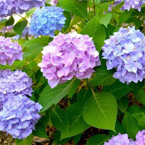 Hydrangea-Macrophylla-Hydrangea-Seeds