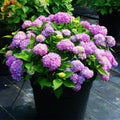 Hydrangea-Macrophylla-Hydrangea-Seeds