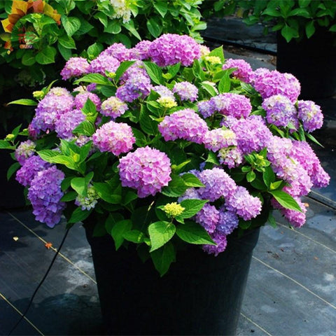 Hydrangea-Macrophylla-Hydrangea-Seeds