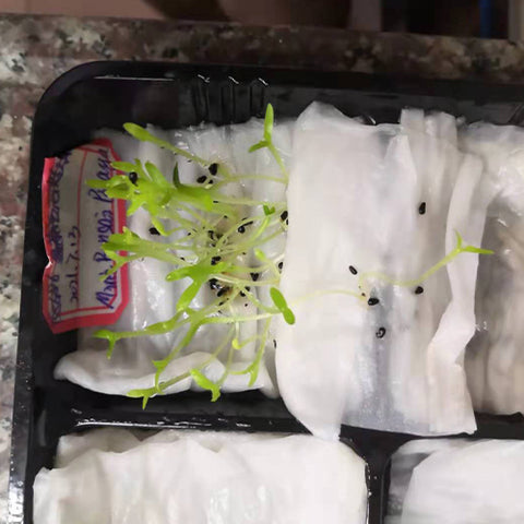 Hylocereus-undatus-Red-Pitaya-Seeds