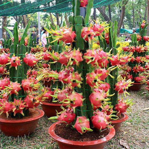 Hylocereus-undatus-Red-Pitaya-Seeds