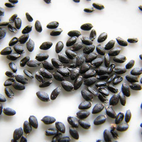 Hylocereus-undatus-White-Pitaya-Seeds