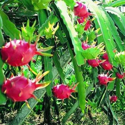 Hylocereus-undatus-White-Pitaya-Seeds