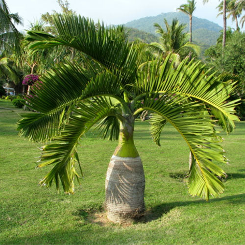 Hyophorbe Lagenicaulis & Bottle Palm Seeds
