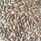 Hyophorbe Verschaffeltii & Palmiste Marron Seeds