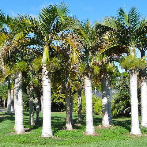 Hyophorbe Verschaffeltii & Palmiste Marron Seeds