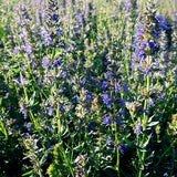 Hyssopus Officinalis & Hyssop Seeds