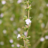 Hyssopus Officinalis & Hyssop Seeds