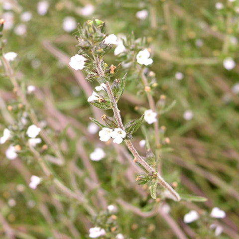 Hyssopus Officinalis & Hyssop Seeds