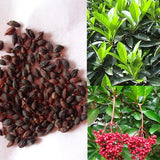 Ilex-chinensis-Holly-Seeds