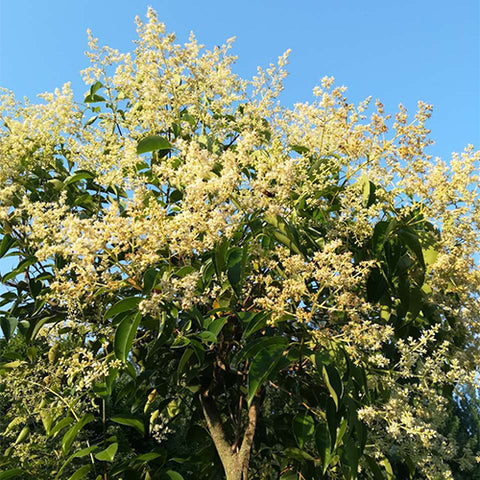 Ilex-chinensis-Holly-Seeds