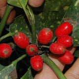 Ilex-corallina-Coral-Holly-Seeds