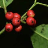 Ilex-corallina-Coral-Holly-Seeds