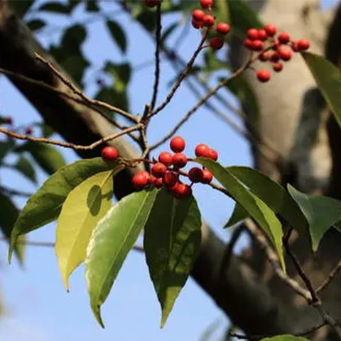 Ilex-corallina-Coral-Holly-Seeds