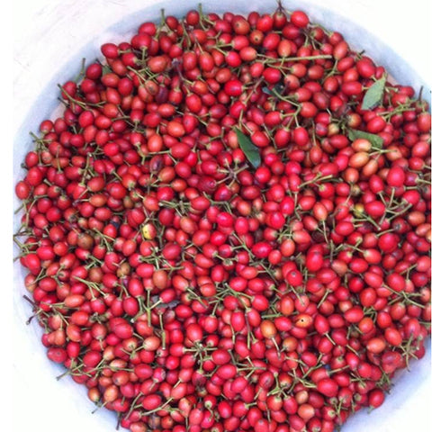 Ilex-corallina-Coral-Holly-Seeds