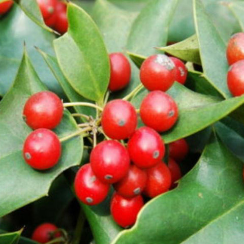 Ilex cornuta & Chinese holly Seeds